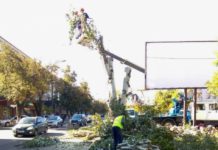 Lucrări planificate de curățare și tăiere a arborilor din capitală