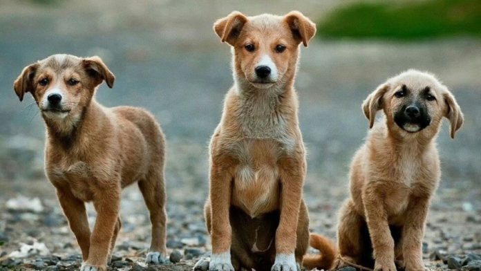 Misiune de sterilizare a câinilor