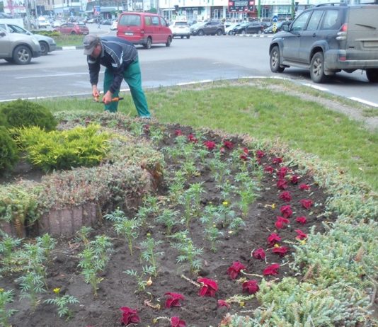 ”Asociația de gospodărire a spațiilor verzi” execută lucrări de plantare a florilor