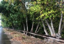 Se desfășoară lucrări de salubrizare a teritoriului din Calea Basarabiei