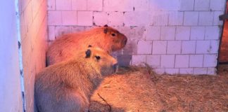 Grădina Zoologică din Chișinău a achiziționat peste 30 de viețuitoare noi