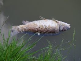 Spații Verzi monitorizează situația care duce la pierirea peștelui din lacul „Valea Morilor”