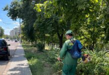 Lupta cu ambrozia: Cetățenii sunt îndemnați să enunțe cazurile de prezență a ambroziei pe teritoriul orașului