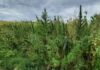 Trușeni: Un bărbat, cercetat pentru cultivarea ilegală de cânepă, camuflată într-un lan de porumb